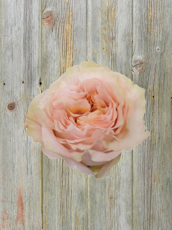 PRINCESS CROWN 60M LIGHT PEACH GARDEN ROSE